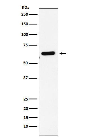 Western blot analysis of EHD1 expression in HepG2 cell lysate.