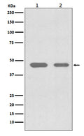 Western blot analysis of Cdc37 expression in (1) Jurkat cell lysate; (2) SW480 cell lysate.