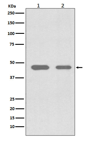 Western blot analysis of Cdc37 expression in (1) Jurkat cell lysate; (2) SW480 cell lysate.