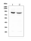 Anti-Mitofusin 1 MFN1 Antibody Picoband® (monoclonal, 3H3)