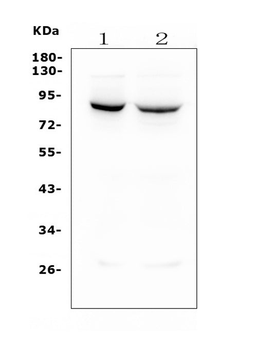 Anti-Mitofusin 1 MFN1 Antibody Picoband® (monoclonal, 3H3)