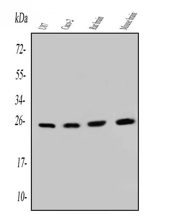 Anti-SNRPN Antibody Picoband® (monoclonal, 6F12)