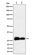 Western blot analysis of PHD3 expression in (1) A549 cell lysate; (2) NIH/3T3 cell lysate.