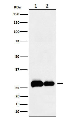 Western blot analysis of PHD3 expression in (1) A549 cell lysate; (2) NIH/3T3 cell lysate.