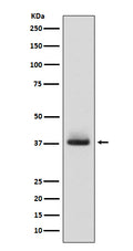 Anti-Glycophorin A (CD235a) GYPA Monoclonal Antibody