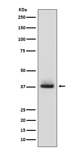 Anti-Glycophorin A (CD235a) GYPA Monoclonal Antibody