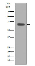 Western blot analysis of pro Caspase 10 expression in HeLa cell lysate.