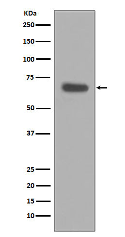 Western blot analysis of pro Caspase 10 expression in HeLa cell lysate.