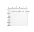 Anti-Nesprin 1 Rabbit Monoclonal Antibody