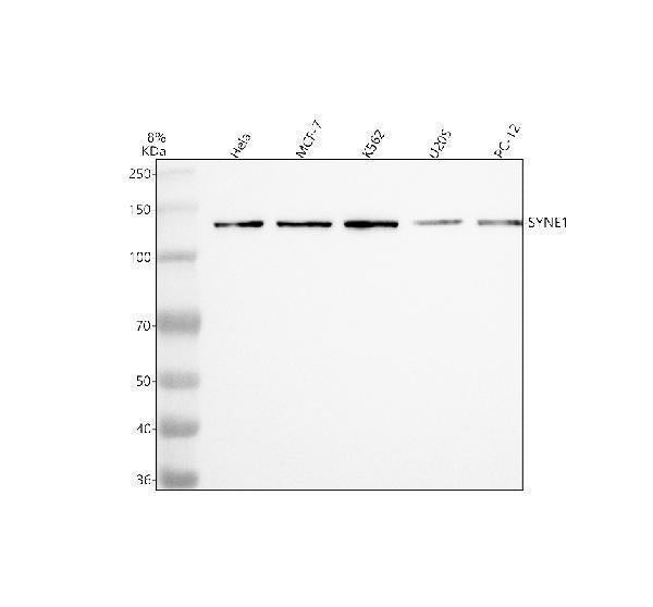 Anti-Nesprin 1 Rabbit Monoclonal Antibody