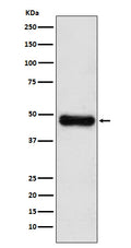 Western blot analysis of ADK expression in HepG2 cell lysate.