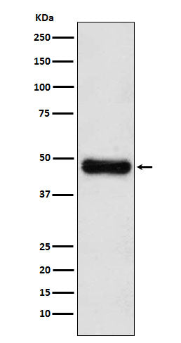 Western blot analysis of ADK expression in HepG2 cell lysate.