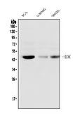 Anti-ADK Antibody Picoband® (monoclonal, 7F4)