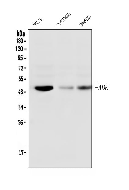 Anti-ADK Antibody Picoband® (monoclonal, 7F4)