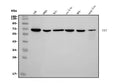 Anti-Transketolase/TKT Picoband® Antibody (monoclonal, 2I3)