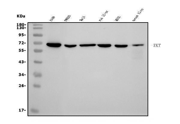 Anti-Transketolase/TKT Picoband® Antibody (monoclonal, 2I3)