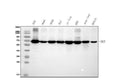 Anti-Transketolase/TKT Picoband® Antibody (monoclonal, 3E5)