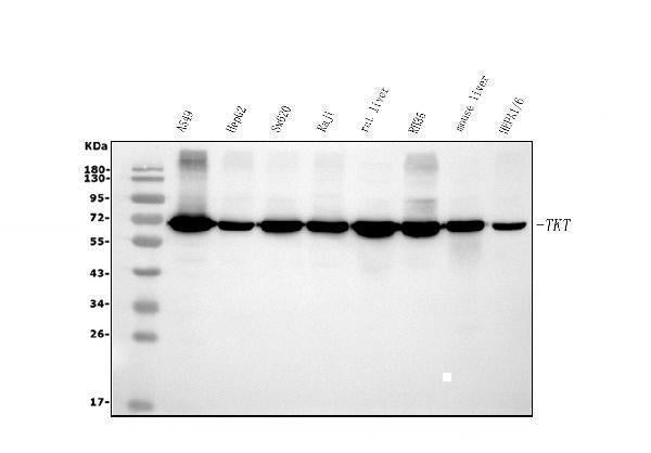 Anti-Transketolase/TKT Picoband® Antibody (monoclonal, 3E5)
