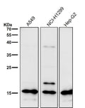All lanes use the Antibody at 1:2K dilution for 1 hour at room temperature.