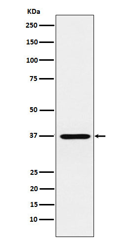 Western blot analysis of CRX expression in Y79 cell lysate.