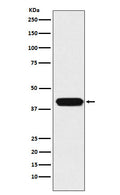 Western blot analysis of MATH1/HATH1 expression in HepG2 cell lysate.