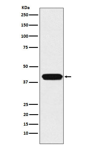 Western blot analysis of MATH1/HATH1 expression in HepG2 cell lysate.