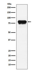 Western blot analysis of PLTP expression in HeLa cell lysate.