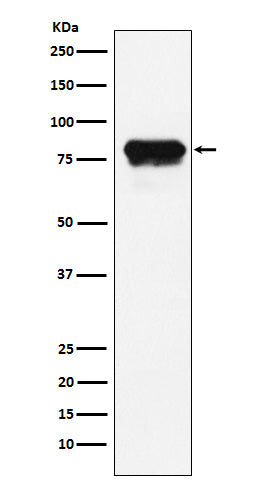 Western blot analysis of PLTP expression in HeLa cell lysate.