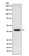 Western blot analysis of SET expression in HepG2 cell lysate.