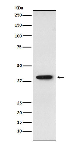 Western blot analysis of SET expression in HepG2 cell lysate.