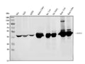 Anti-ASS1 Antibody Picoband® (monoclonal, 5I5)