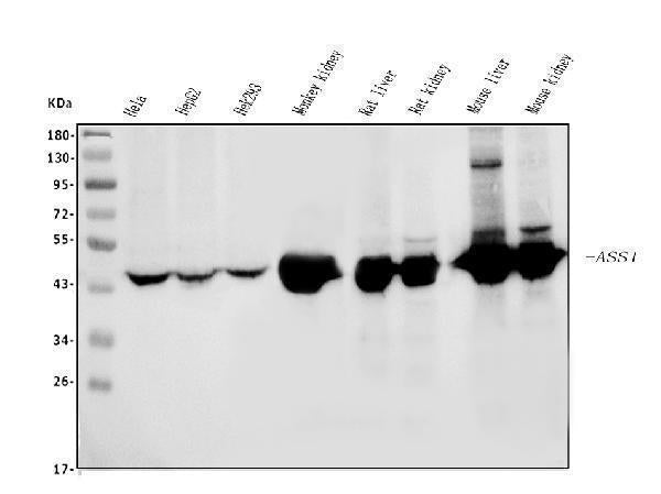Anti-ASS1 Antibody Picoband® (monoclonal, 5I5)