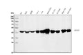 Anti-ASS1 Antibody Picoband® (monoclonal, 7I9)