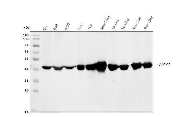 Anti-ASS1 Antibody Picoband® (monoclonal, 7I9)