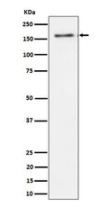 Western blot analysis of TMF expression in HeLa cell lysate.