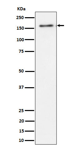 Western blot analysis of TMF expression in HeLa cell lysate.