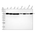 Anti-IL7R alpha/CD127 Rabbit Monoclonal Antibody