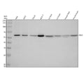Anti-STK3/Mst2 Rabbit Monoclonal Antibody