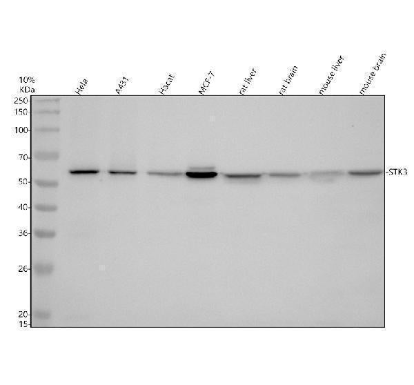 Anti-STK3/Mst2 Rabbit Monoclonal Antibody