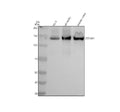 Anti-Collagen VI COL6A1 Rabbit Monoclonal Antibody