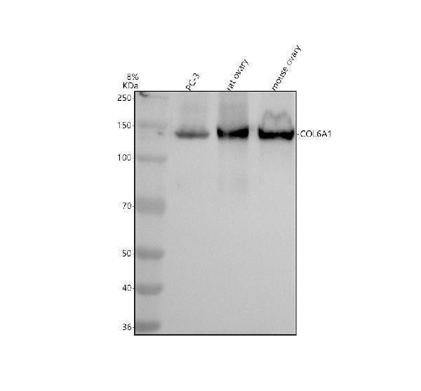Anti-Collagen VI COL6A1 Rabbit Monoclonal Antibody