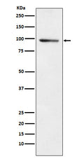 Western blot analysis of PDE4B expression in A549 cell lysate.