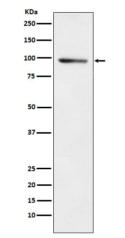 Western blot analysis of PDE4B expression in A549 cell lysate.