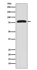Western blot analysis of TGM2 expression in HUVEC cell lysate.