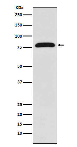 Western blot analysis of TGM2 expression in HUVEC cell lysate.