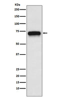 Western blot analysis of ACHA4 expression in SH-SY5Y cell lysate.