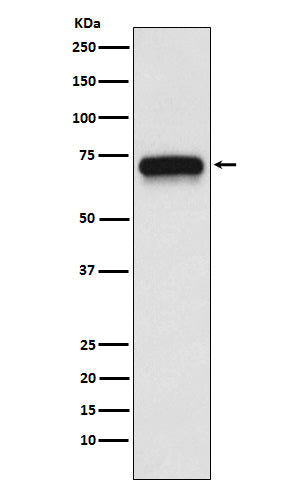 Western blot analysis of ACHA4 expression in SH-SY5Y cell lysate.