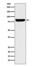 Western blot analysis of GUSB expression in K562 cell lysate.
