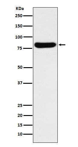 Western blot analysis of GUSB expression in K562 cell lysate.