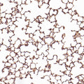 Anti-CD8 alpha Rabbit Monoclonal Antibody
